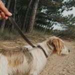 Que faire en Vendée avec un chien : balade sur une plage autorisée